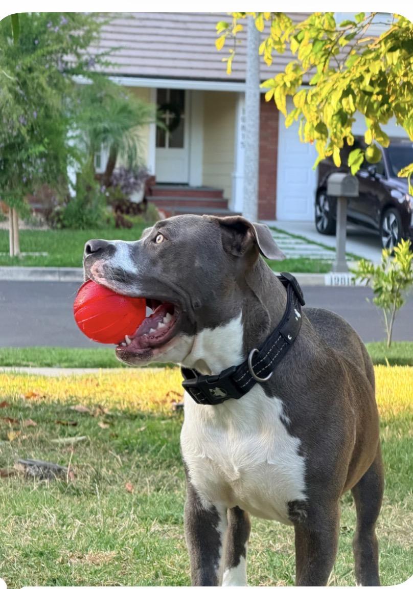 Enlarge Kona, a Adoptable Pit Bull Terrier in Laguna Niguel, CA image 6/6