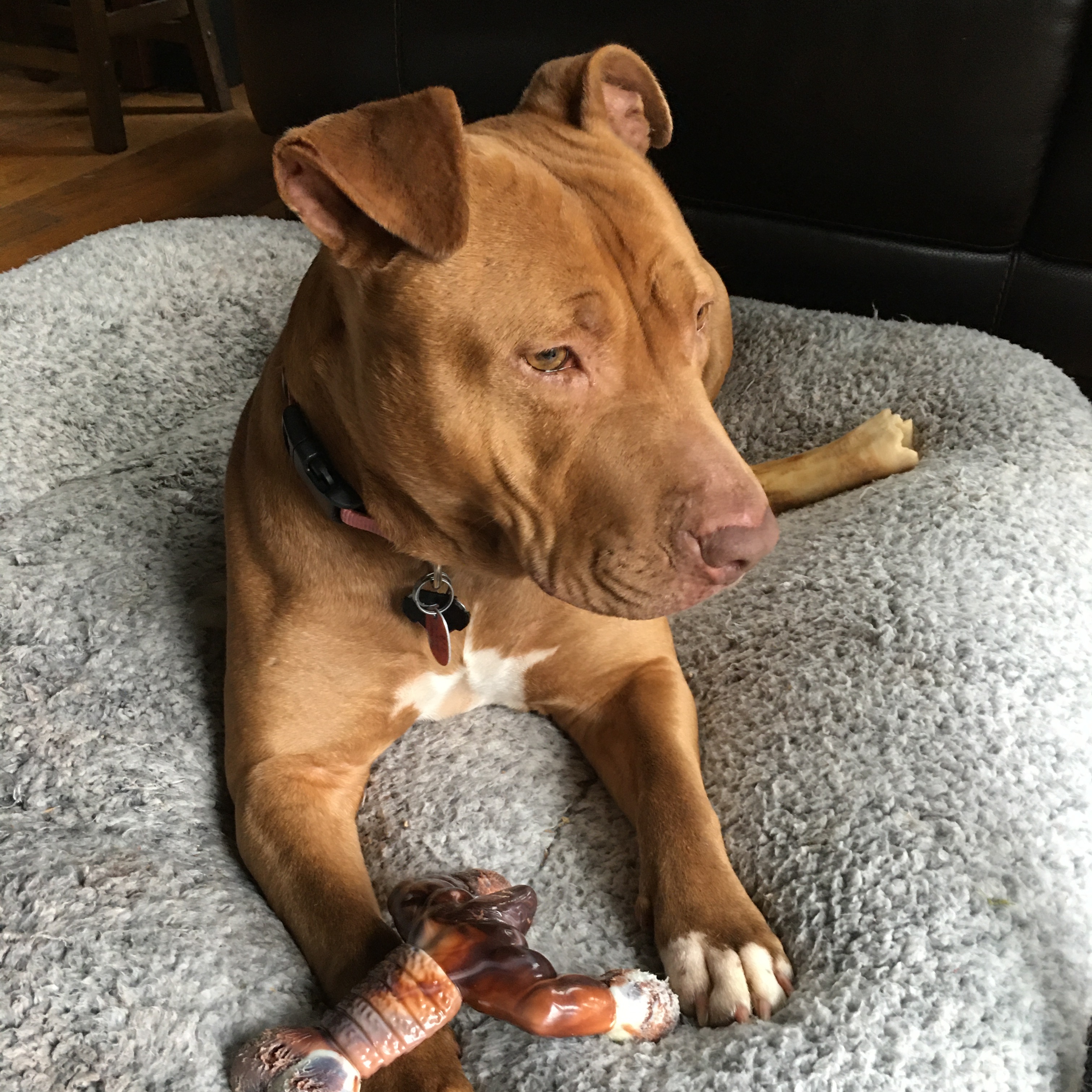 Update Poor Nova has effectively been in a cage for over 6 months She is kennel stressed and worn 