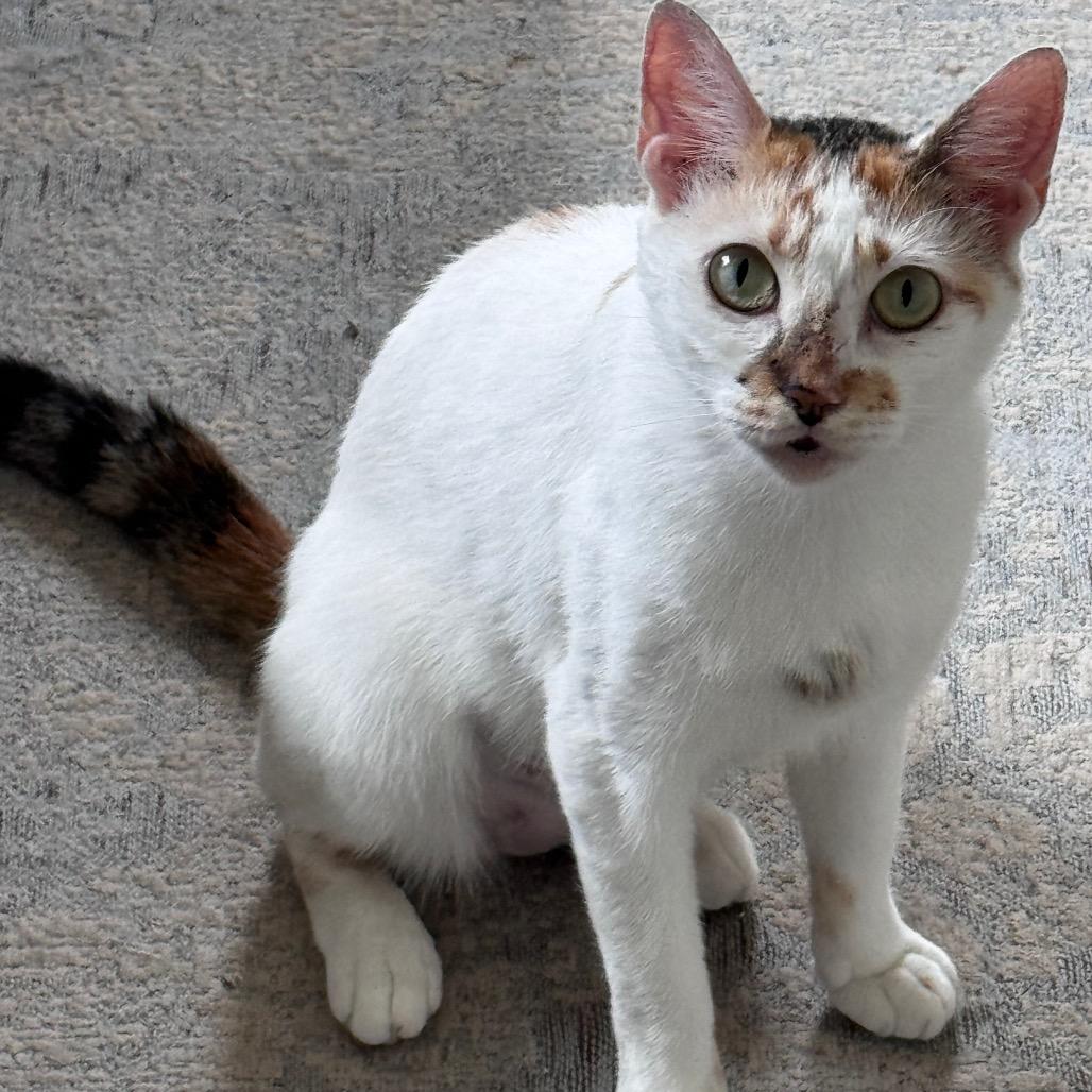 Enlarge Autumn, a Adoptable Domestic Short Hair in Port Richey, FL image 1/6