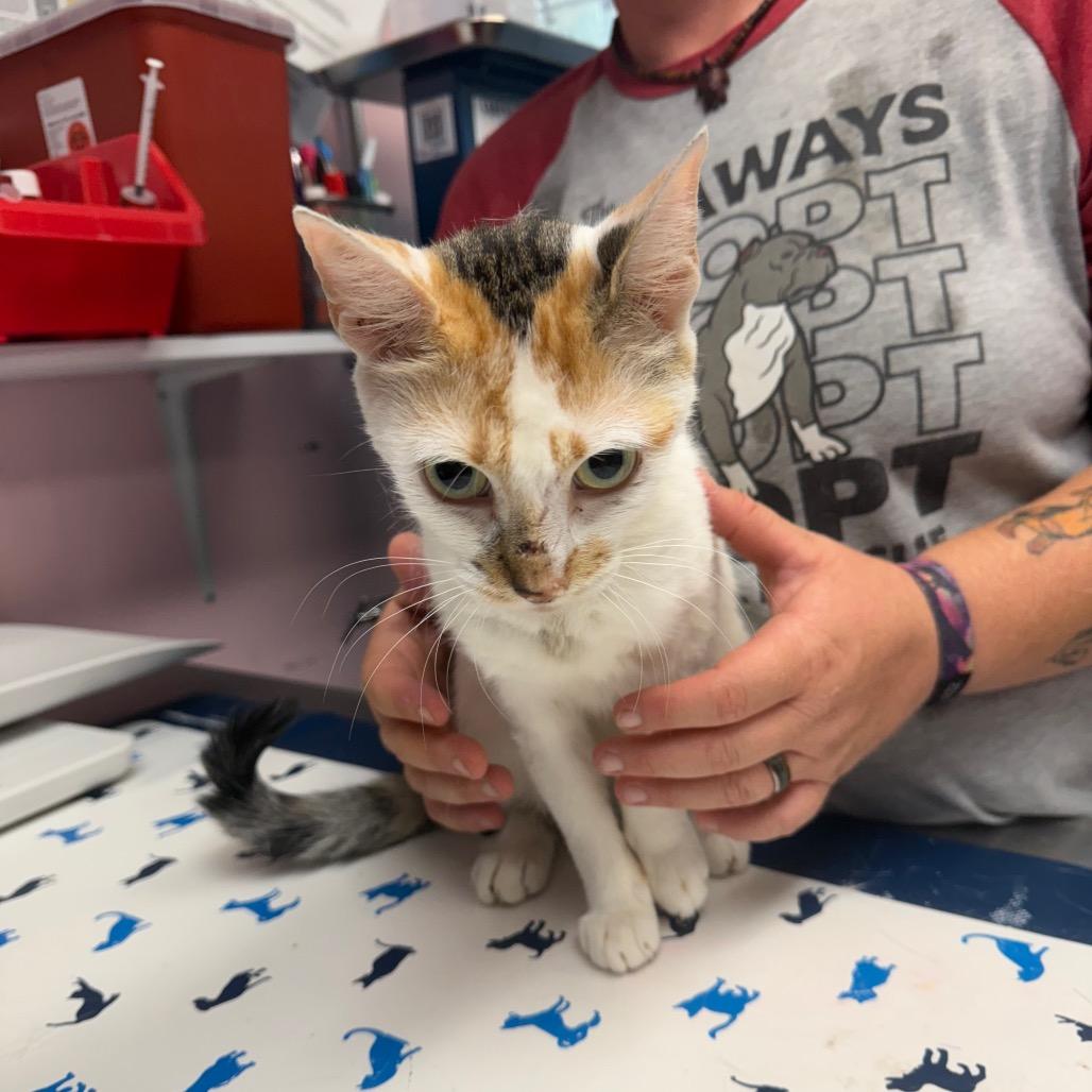 Enlarge Autumn, a Adoptable Domestic Short Hair in Port Richey, FL image 2/6