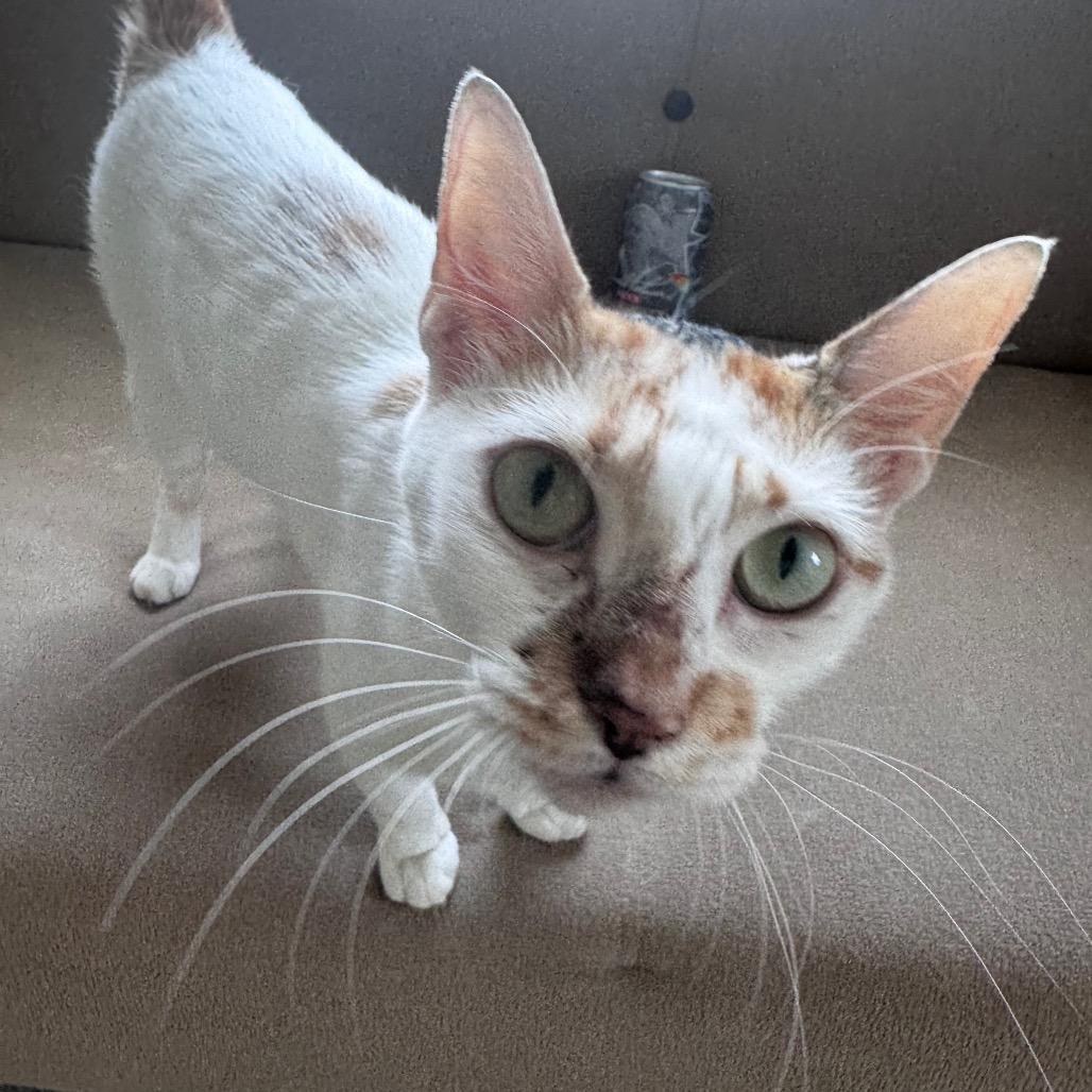 Enlarge Autumn, a Adoptable Domestic Short Hair in Port Richey, FL image 3/6