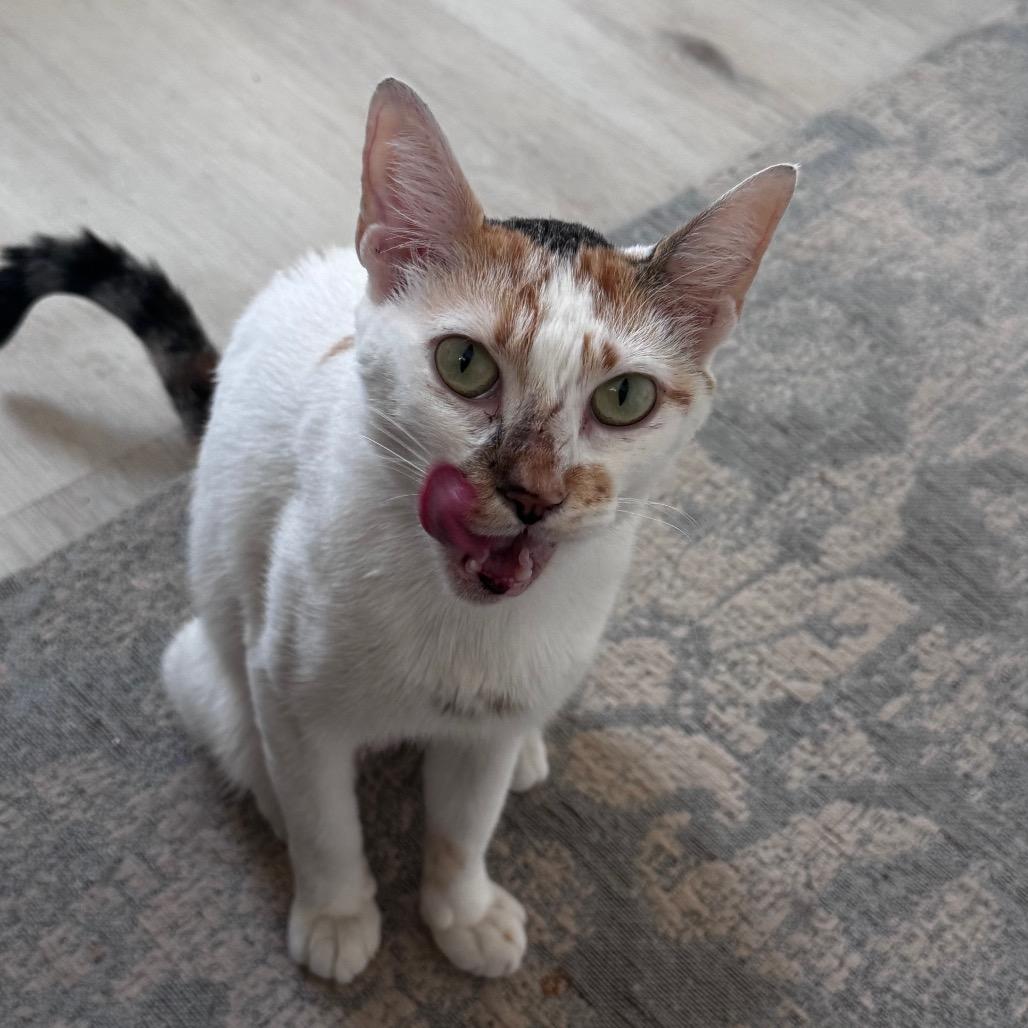 Enlarge Autumn, a Adoptable Domestic Short Hair in Port Richey, FL image 4/6