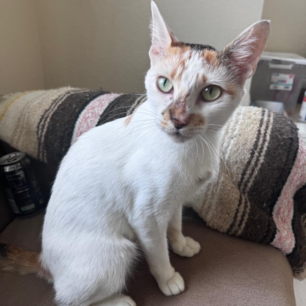 Enlarge Autumn, a Adoptable Domestic Short Hair in Port Richey, FL image 5/6