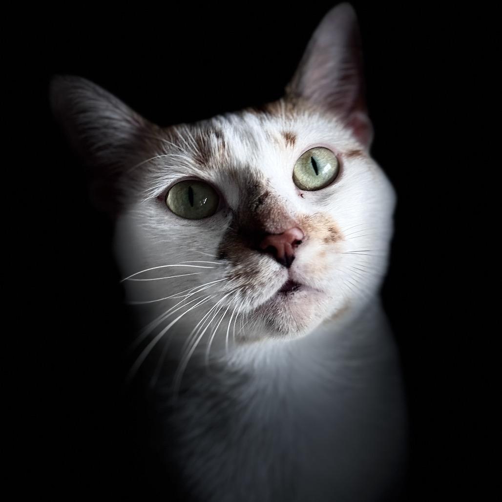 Enlarge Autumn, a Adoptable Domestic Short Hair in Port Richey, FL image 6/6