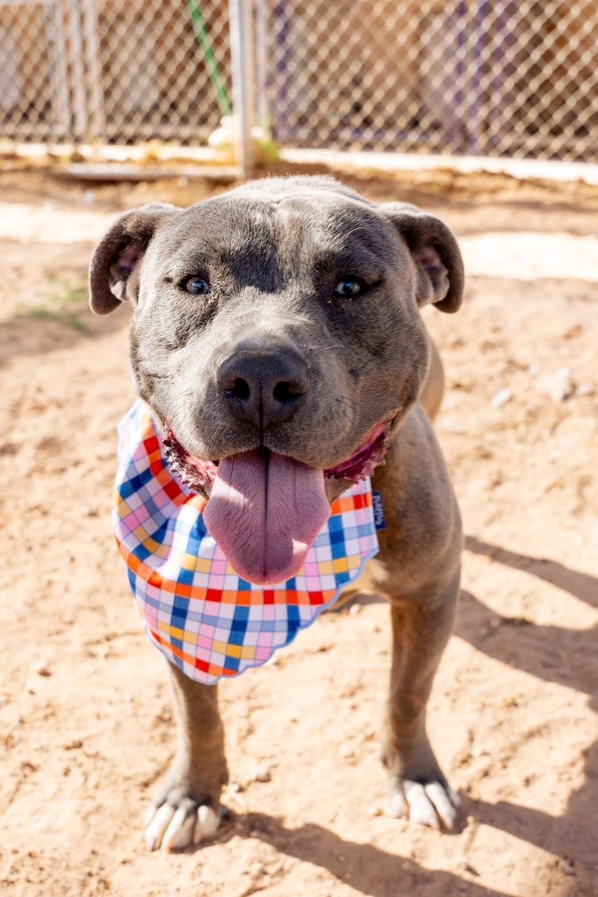 Enlarge Will, a Adoptable Pit Bull Terrier in El Paso, TX image 1/2