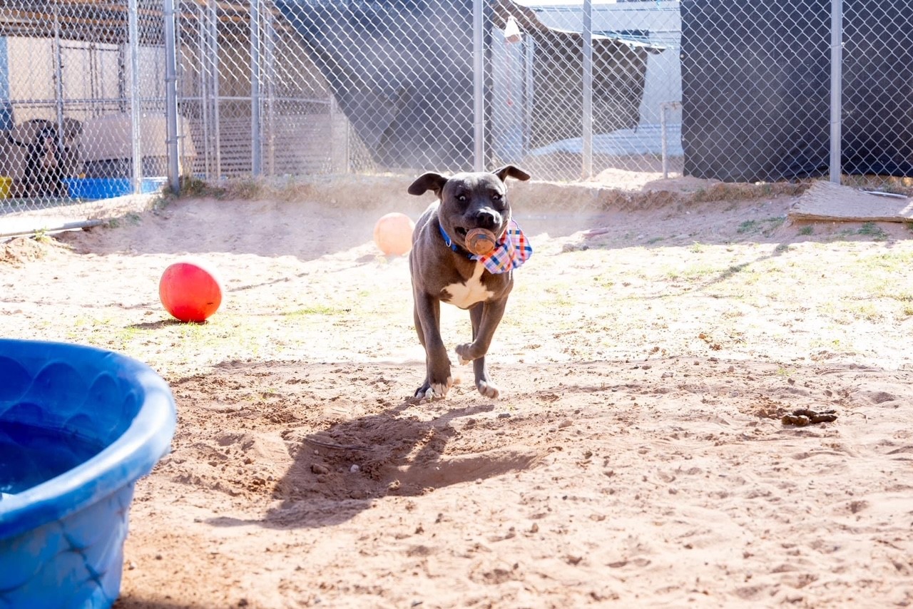 Enlarge Will, a Adoptable Pit Bull Terrier in El Paso, TX image 2/2