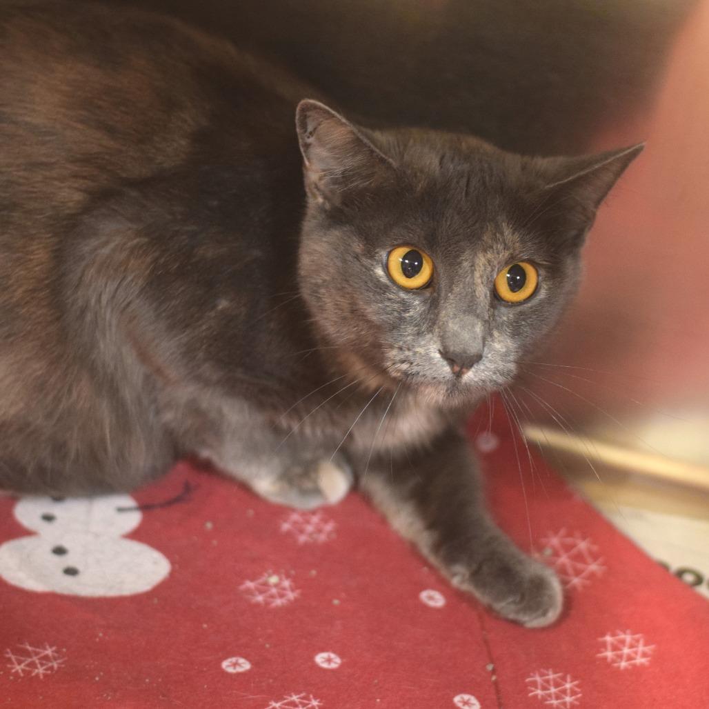 Enlarge Mamas, a Adoptable Domestic Short Hair in Belleville, IL image 1/3
