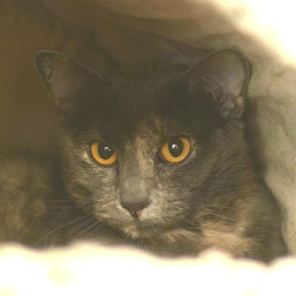 Enlarge Mamas, a Adoptable Domestic Short Hair in Belleville, IL image 2/3