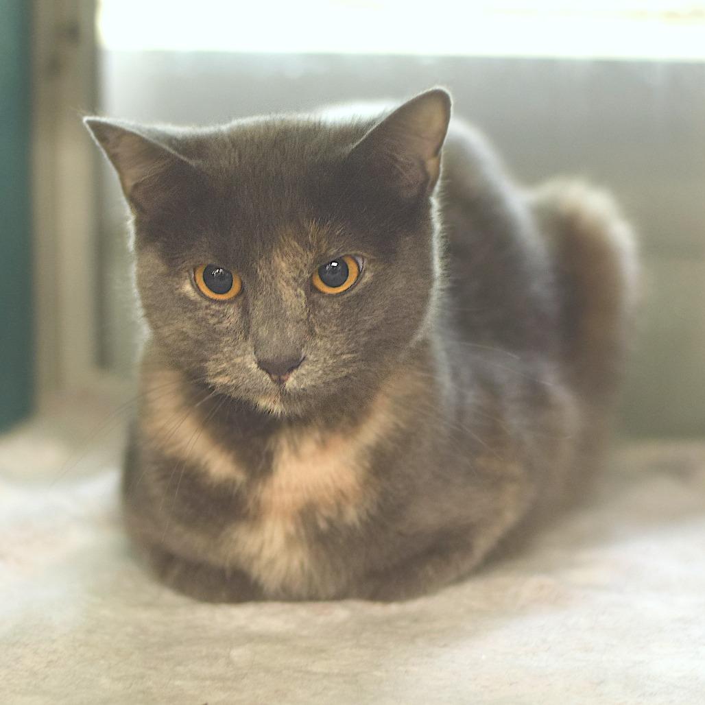 Enlarge Mamas, a Adoptable Domestic Short Hair in Belleville, IL image 3/3