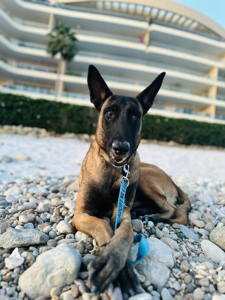 Harley, Adoptable, Adult Male German Shepherd Dog.