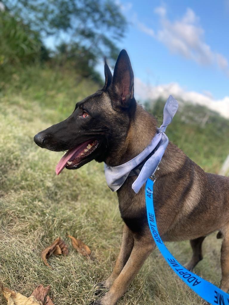 Enlarge Harley, a Adoptable German Shepherd Dog in Corral del Risco, NAY image 3/5