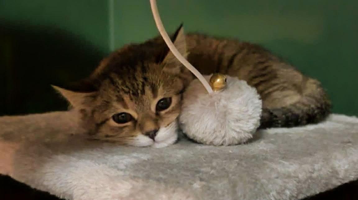 Holly Kitty, Adoptable, Kitten Female Domestic Short Hair.