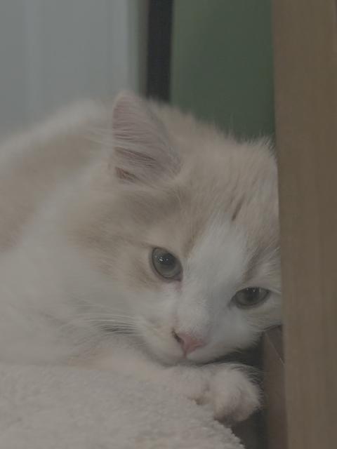Enlarge Gianna 2, an adopted Domestic Medium Hair in Plainville, MA image 3/3