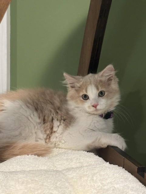 Enlarge Gianna 2, an adopted Domestic Medium Hair in Plainville, MA image 2/3