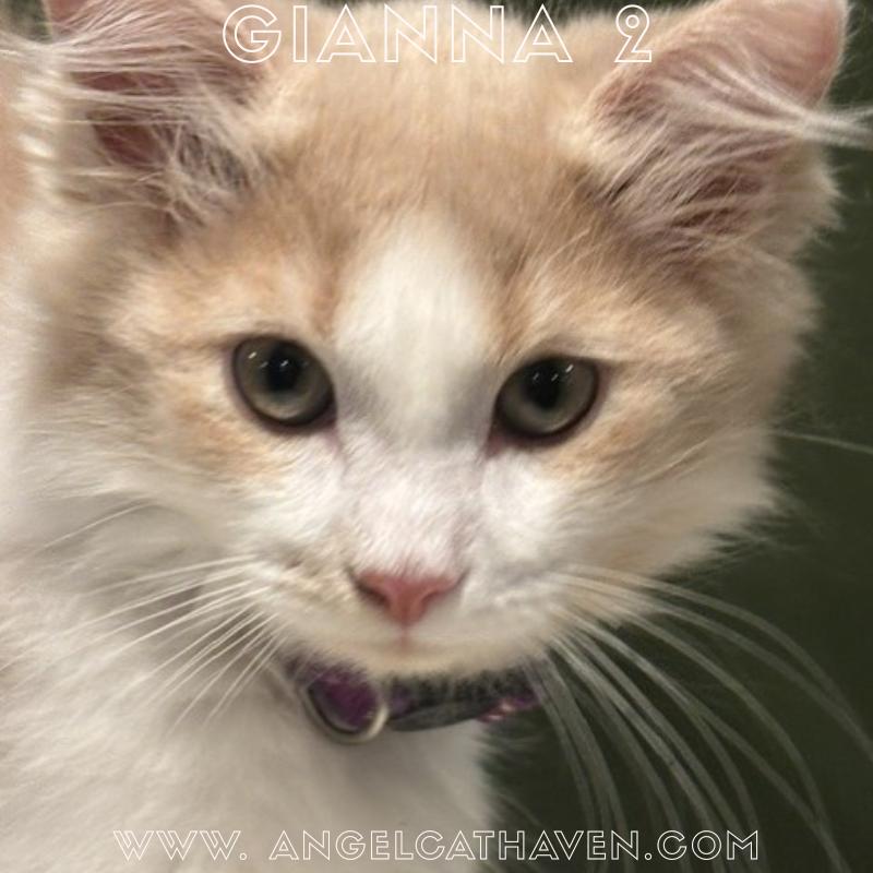 Enlarge Gianna 2, an adopted Domestic Medium Hair in Plainville, MA image 1/3