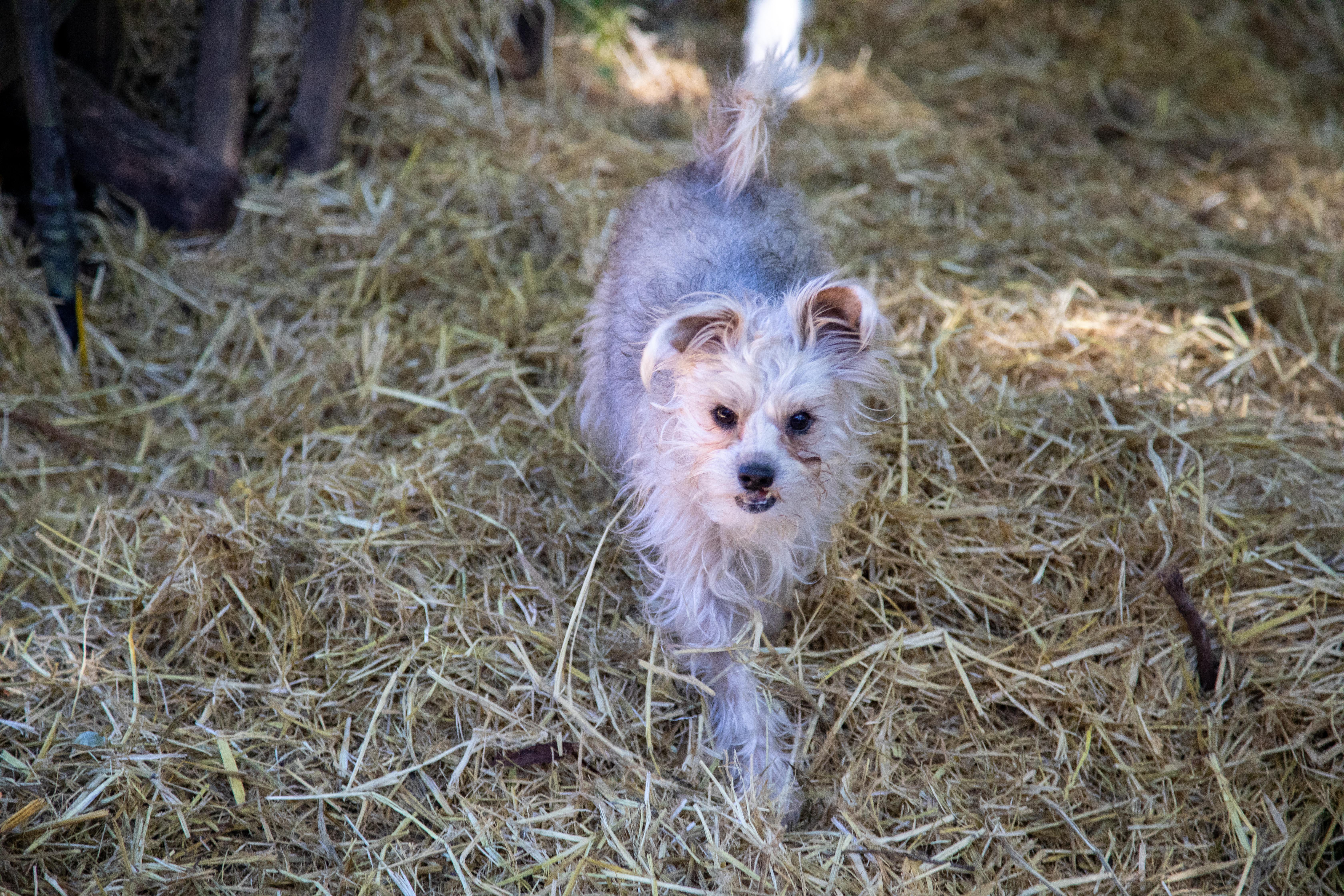 Enlarge BECKY, a ADOPTABLE mixed breed in Felton, CA image 2/6