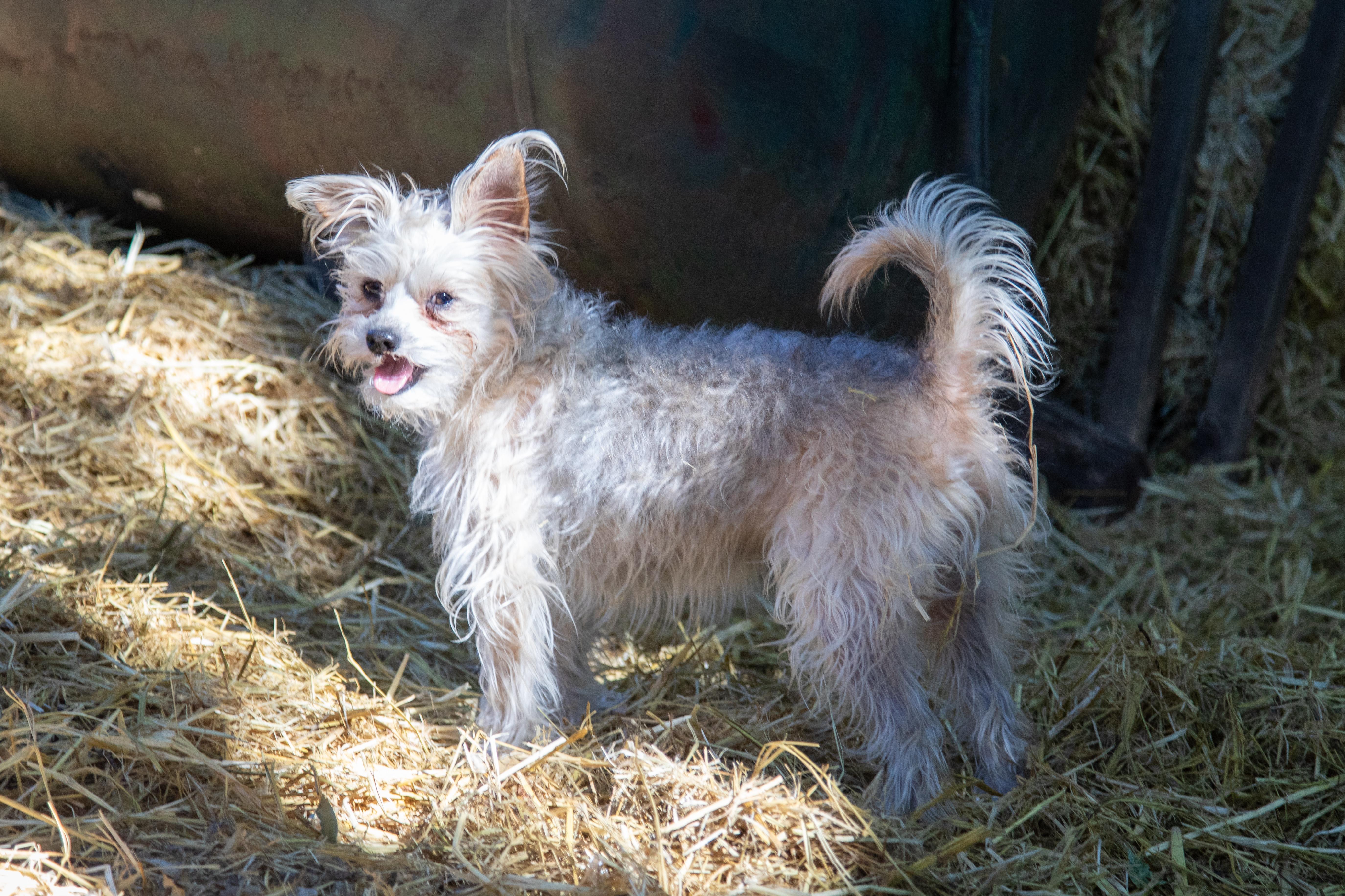 BECKY, ADOPTABLE, Young Female Yorkshire Terrier & Maltese.