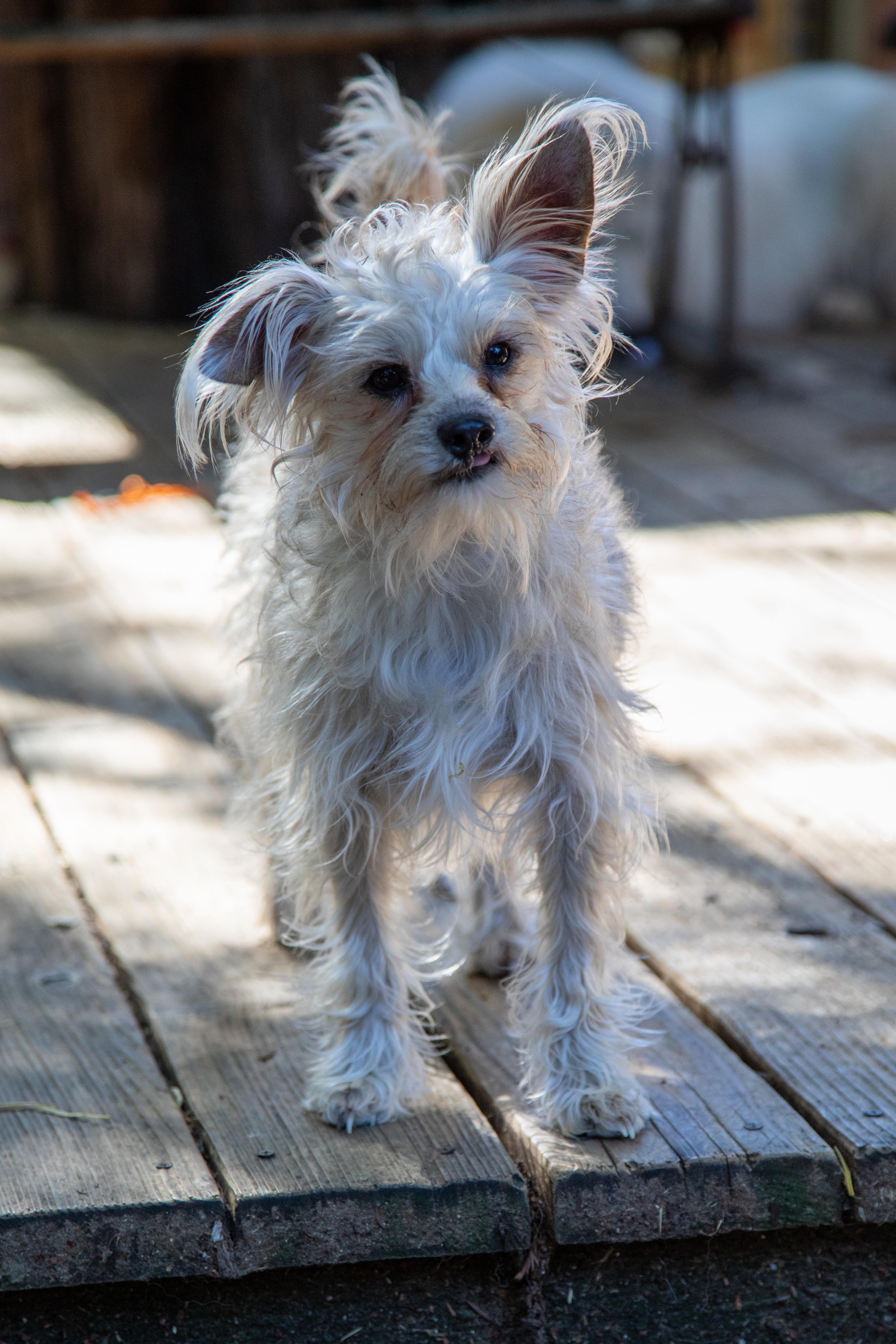 Enlarge BECKY, a ADOPTABLE mixed breed in Felton, CA image 3/6