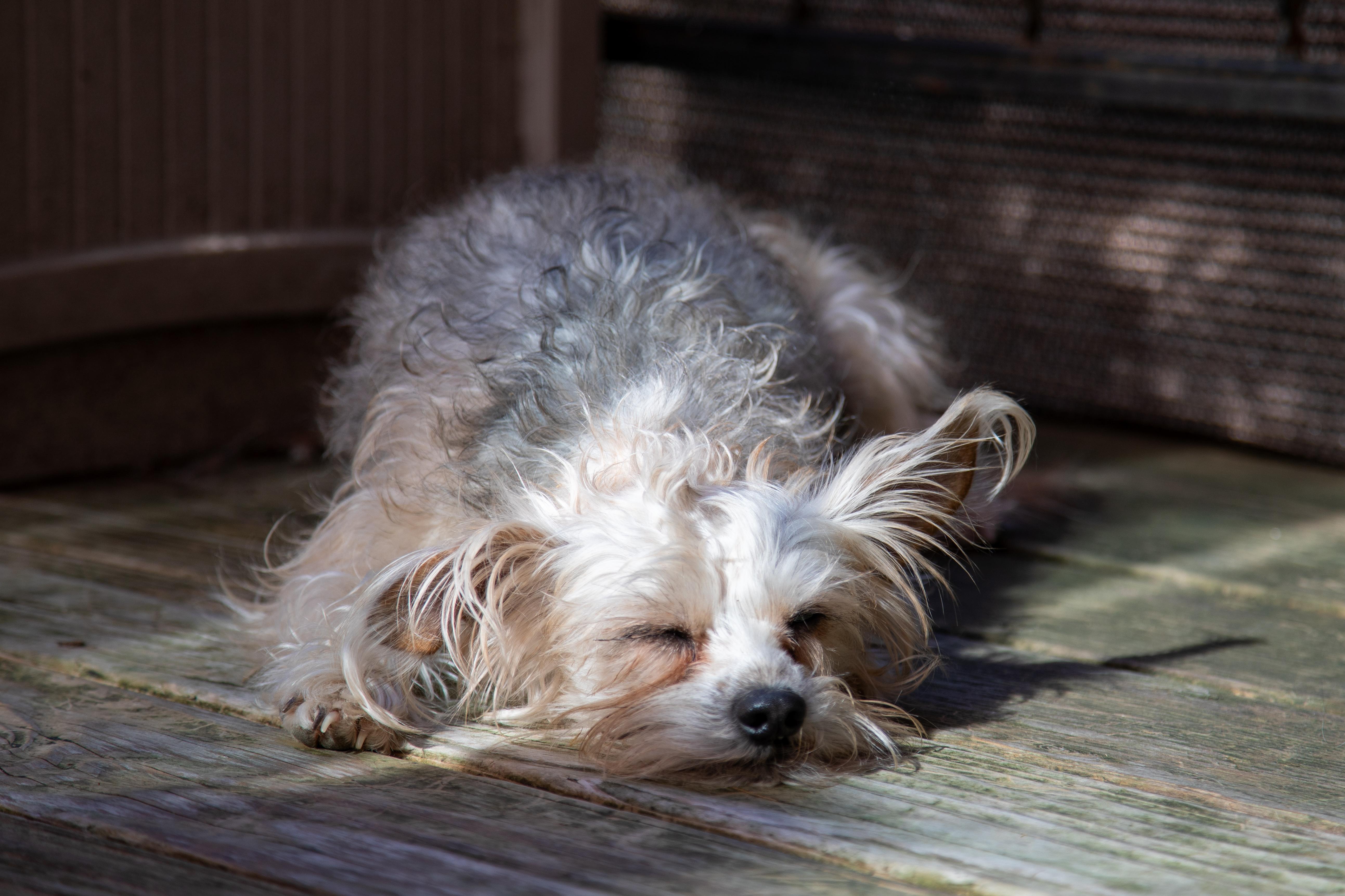 Enlarge BECKY, a ADOPTABLE mixed breed in Felton, CA image 6/6