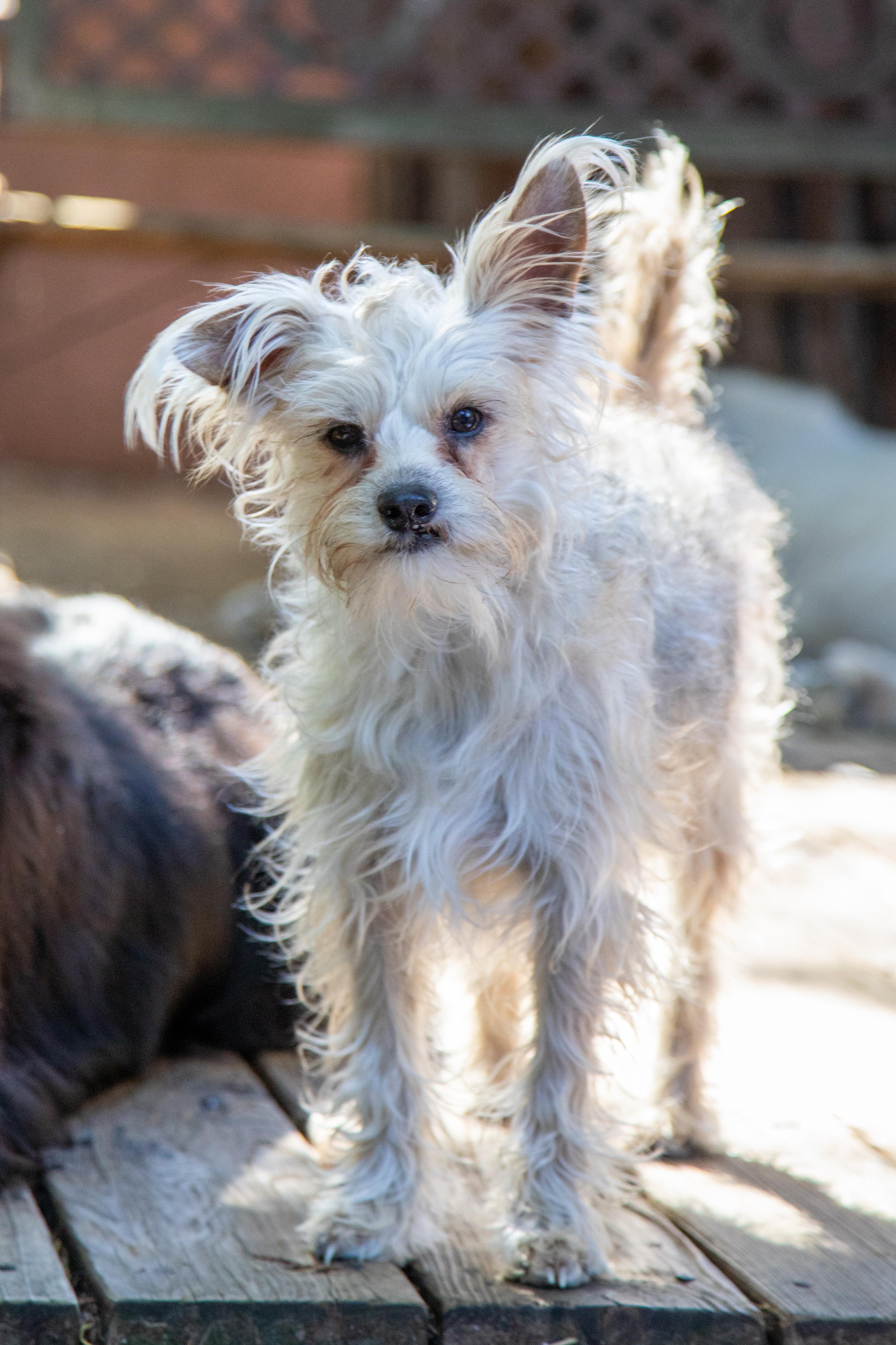 Enlarge BECKY, a ADOPTABLE mixed breed in Felton, CA image 4/6