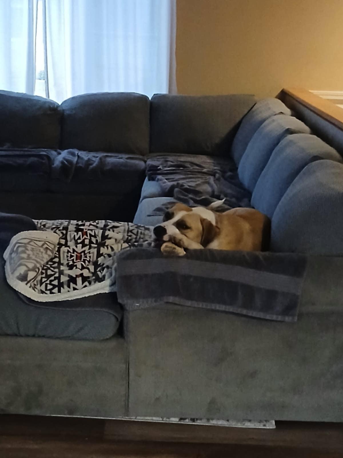 Bingo, Adoptable, Young Male German Shepherd Dog & Boxer.