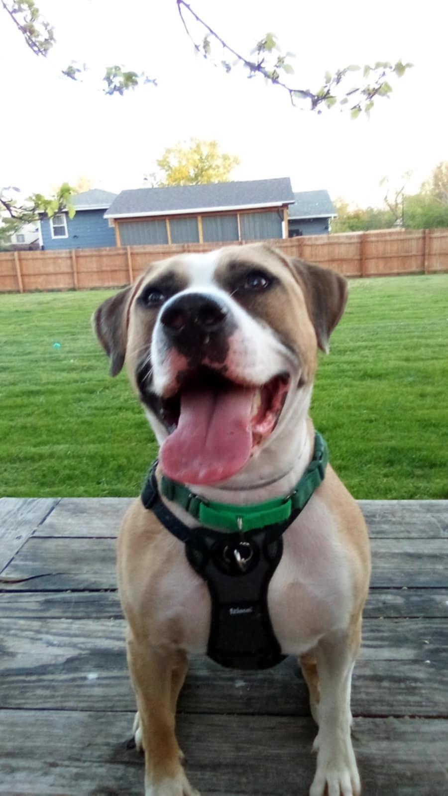 Enlarge Bingo, a Adoptable mixed breed in Aurora, IL image 2/3