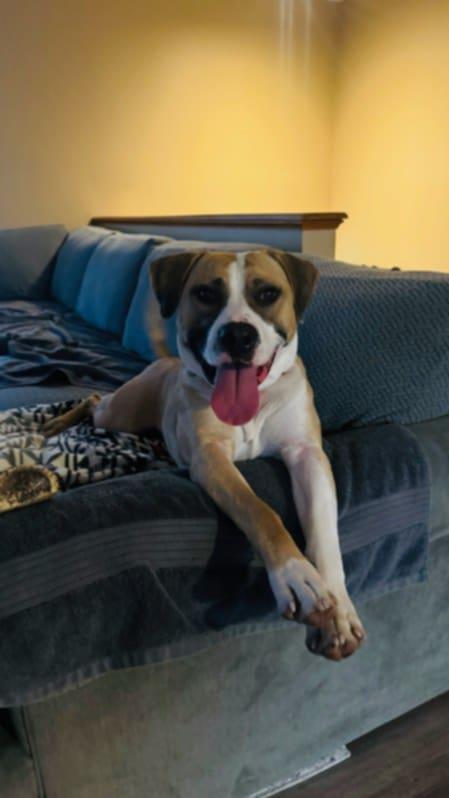 Enlarge Bingo, a Adoptable mixed breed in Aurora, IL image 3/3