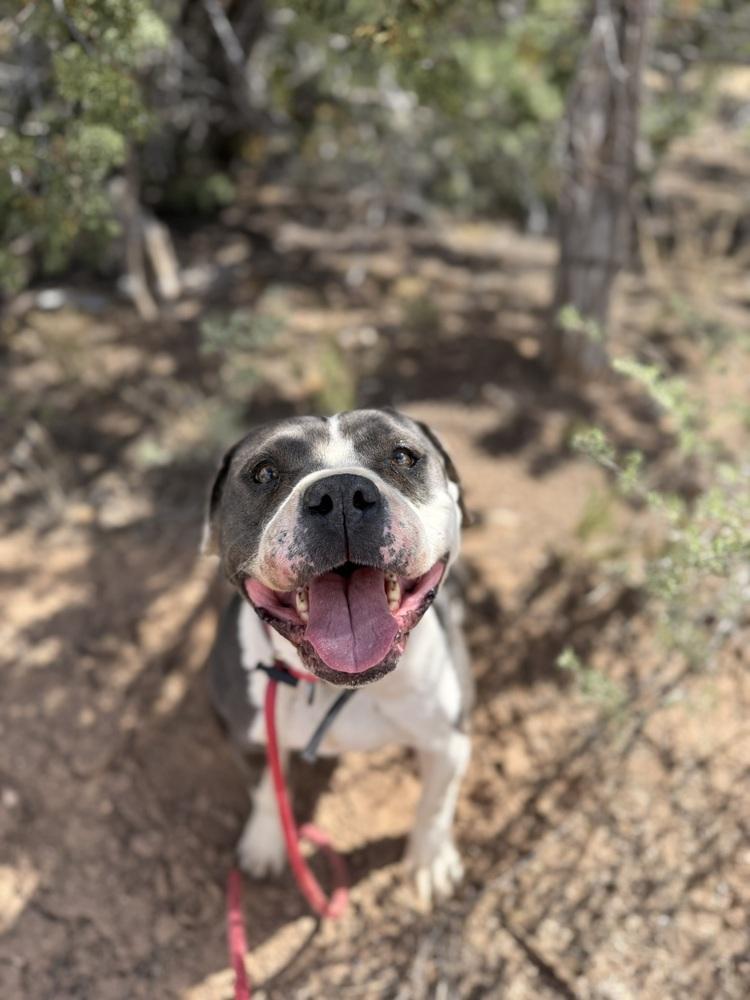 Phoenix, Adoptable, Adult Female Pit Bull Terrier.