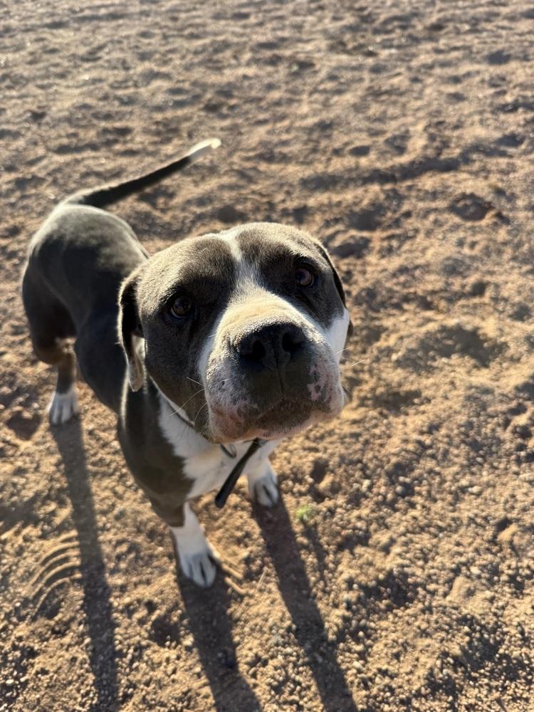 Phoenix, a Adoptable mixed breed in Mountainair, NM image 2/6