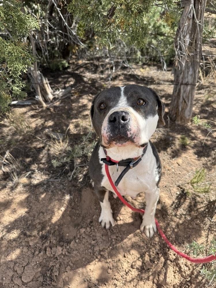 Phoenix, a Adoptable mixed breed in Mountainair, NM image 3/6