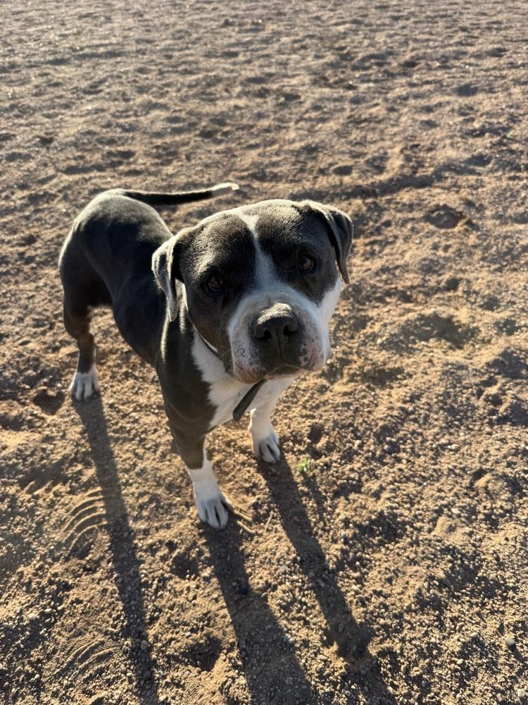 Phoenix, a Adoptable mixed breed in Mountainair, NM image 4/6