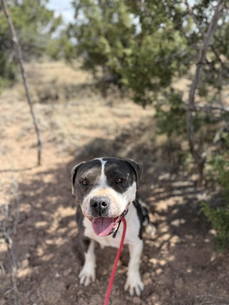Phoenix, a Adoptable mixed breed in Mountainair, NM image 5/6