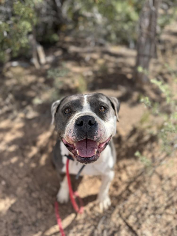 Phoenix, a Adoptable mixed breed in Mountainair, NM image 6/6