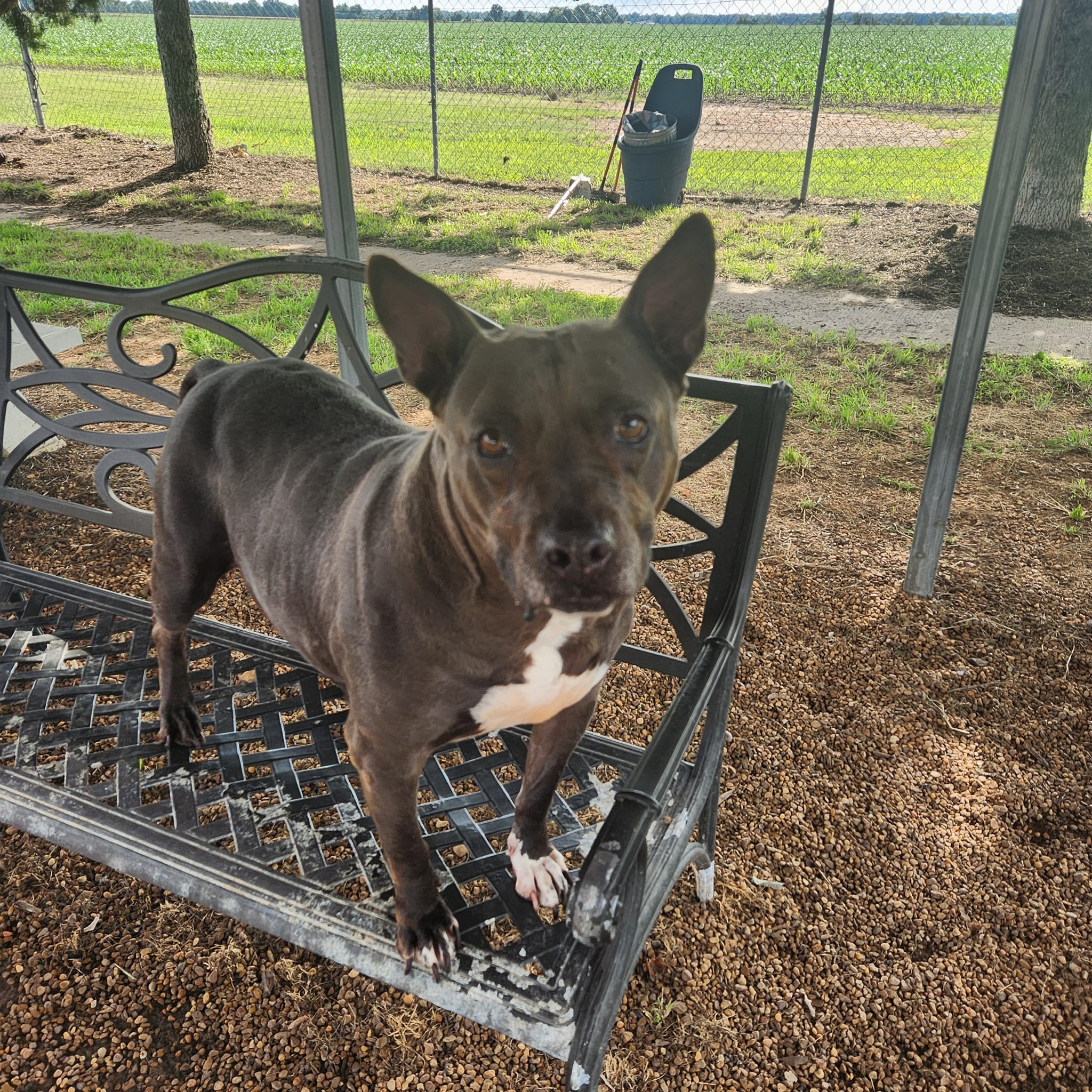 Enlarge Dutchess, a Adoptable Mixed Breed in Southaven , MS image 6/6