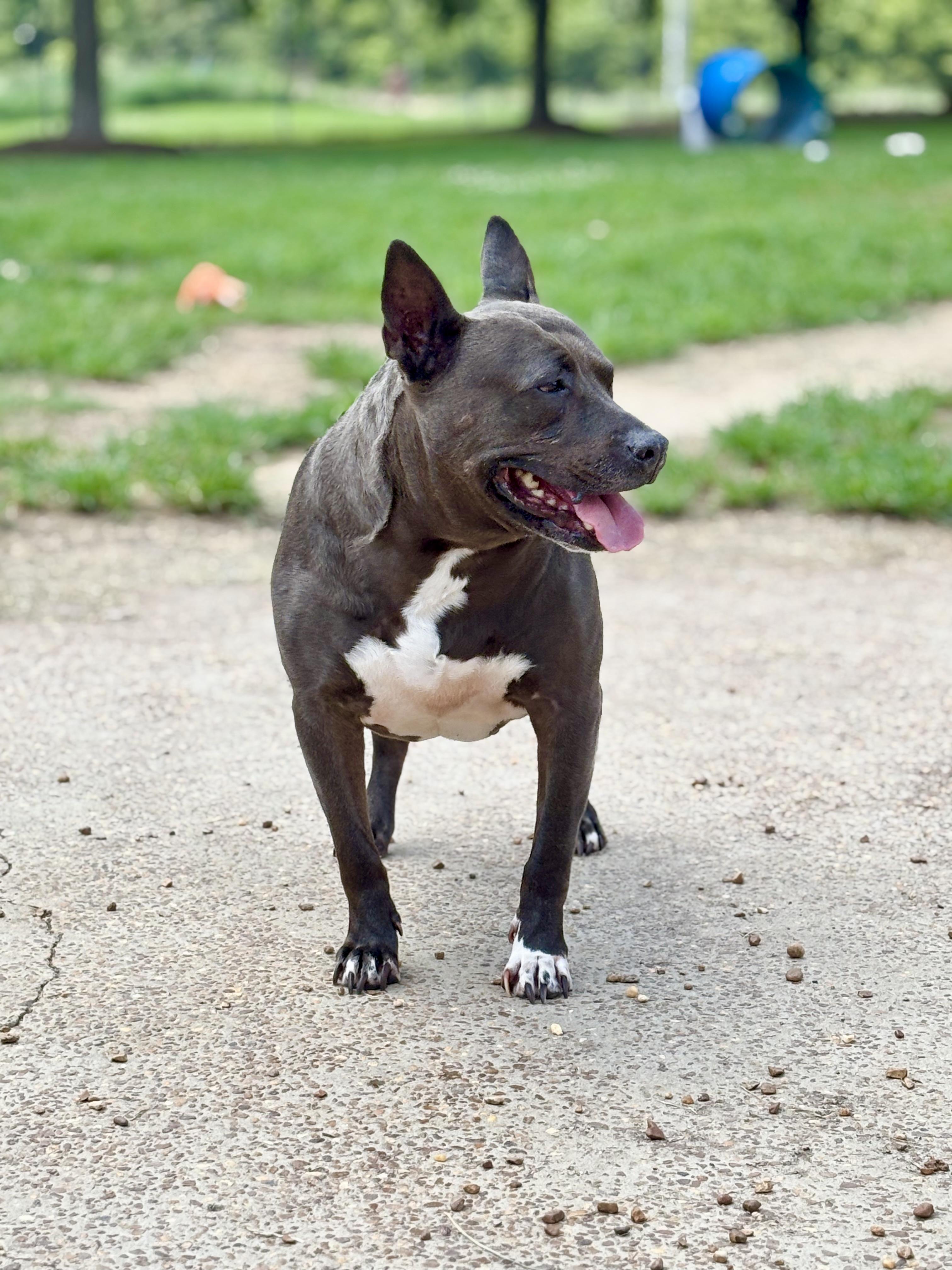 Enlarge Dutchess, a Adoptable Mixed Breed in Southaven , MS image 2/6