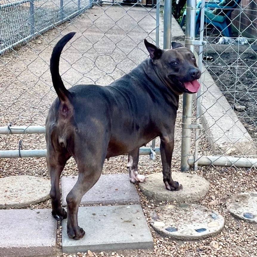 Enlarge Dutchess, a Adoptable Mixed Breed in Southaven , MS image 5/6