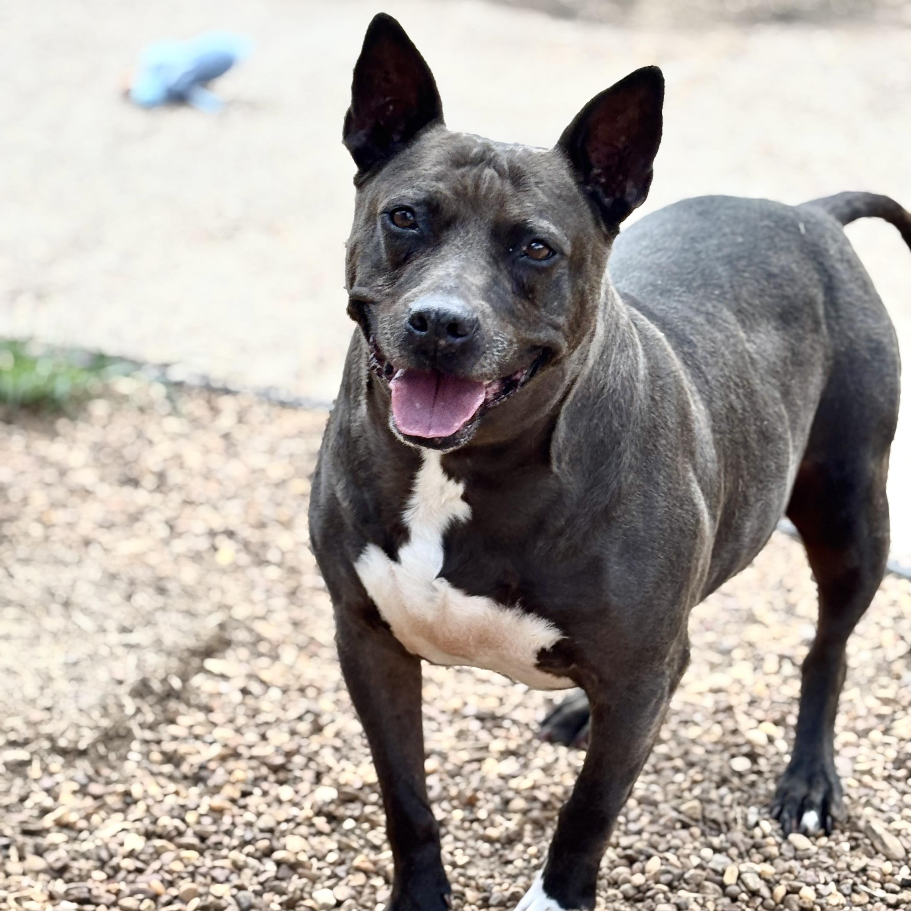 Enlarge Dutchess, a Adoptable Mixed Breed in Southaven , MS image 1/6