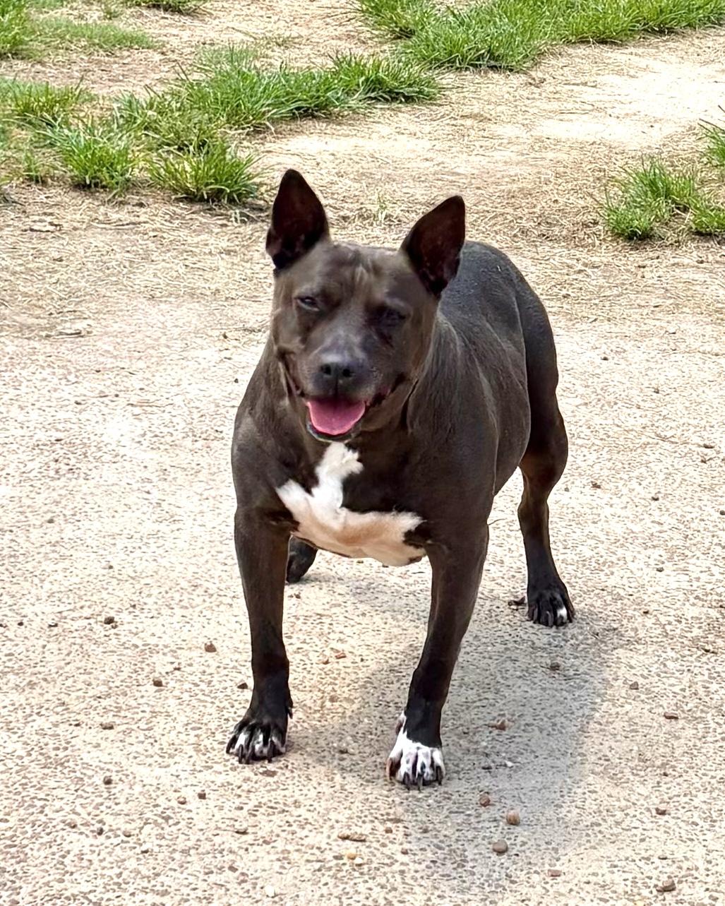 Enlarge Dutchess, a Adoptable Mixed Breed in Southaven , MS image 4/6