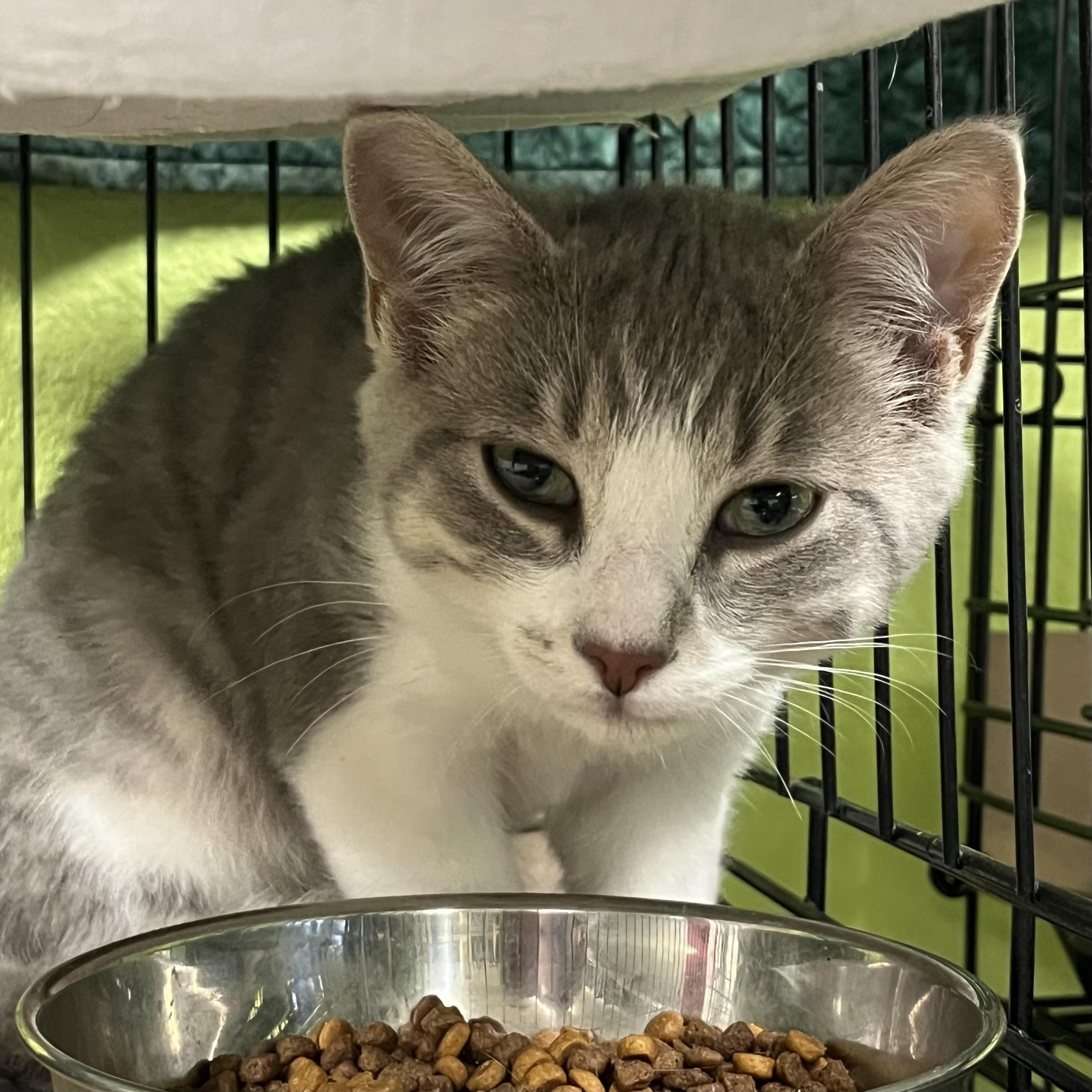 Enlarge Dash, a ADOPTABLE Domestic Short Hair in Jackson, CA image 1/1