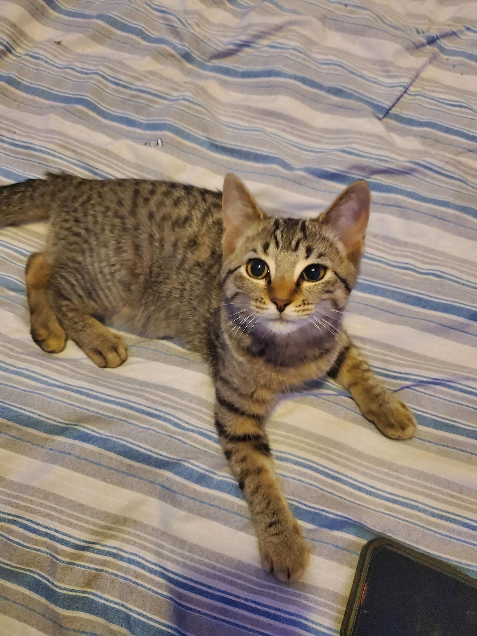 White Claw (Must be Adopted with High Noon), Adoptable, Kitten Female Domestic Short Hair.