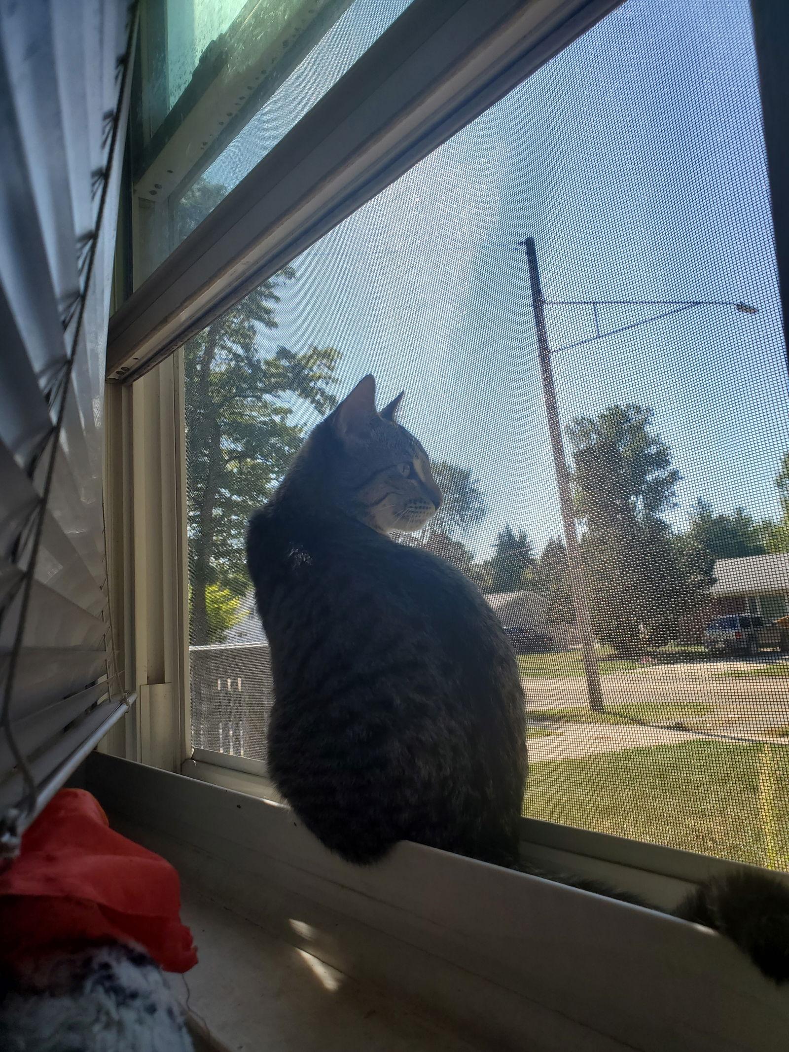 Enlarge White Claw (Must be Adopted with High Noon), a Adoptable Domestic Short Hair in Walled Lake, MI image 2/3