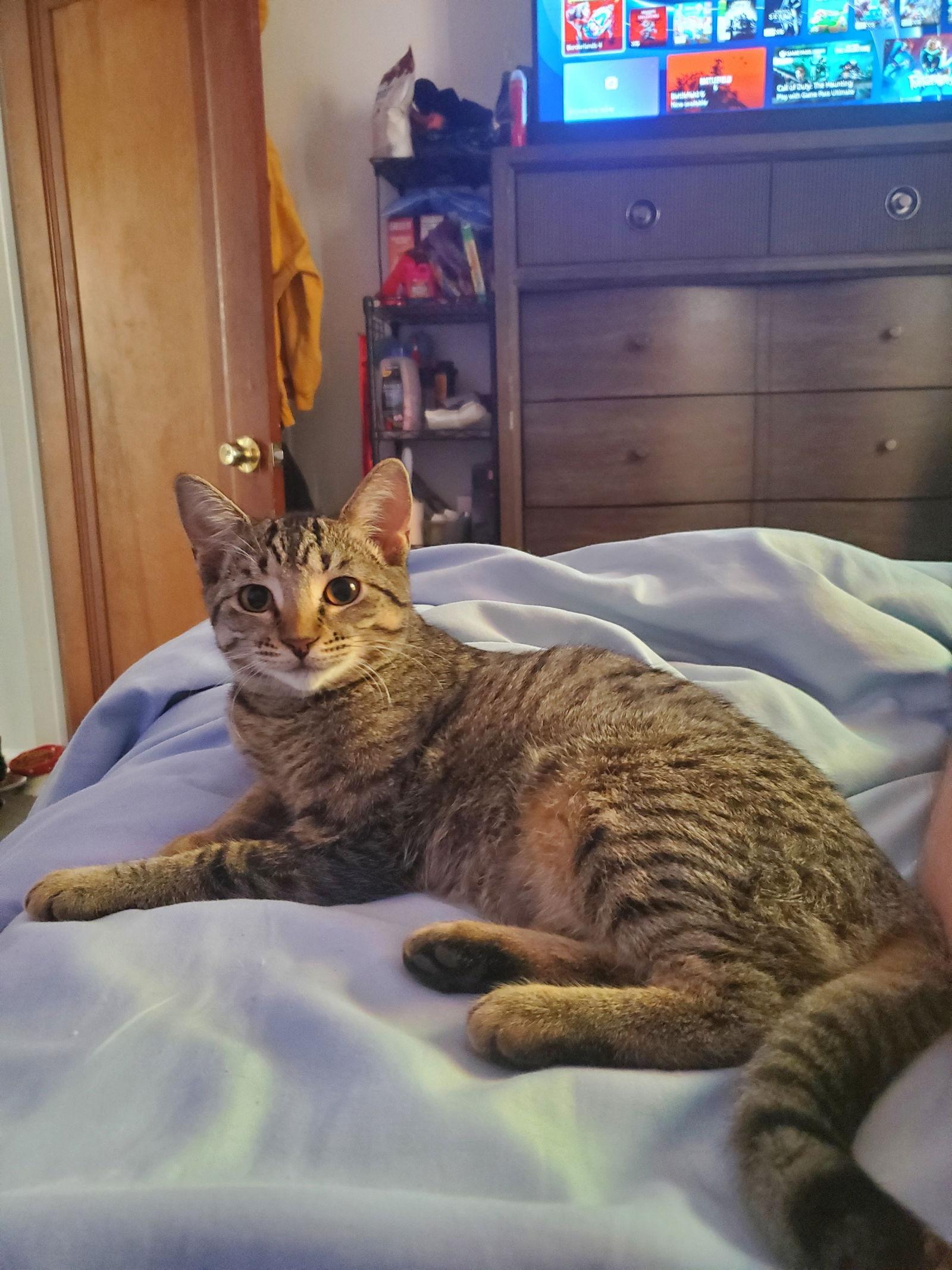 Enlarge White Claw (Must be Adopted with High Noon), a Adoptable Domestic Short Hair in Walled Lake, MI image 3/3