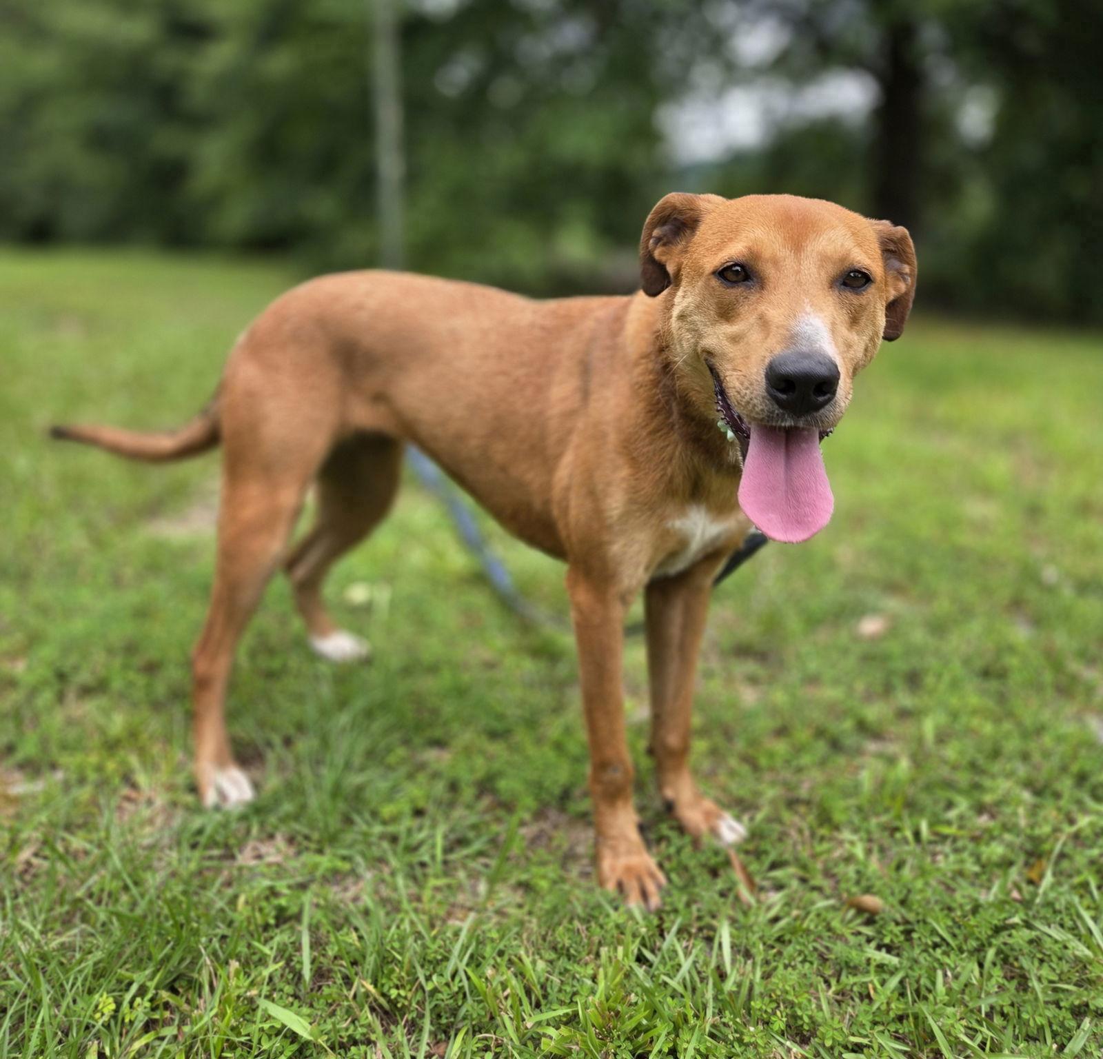Enlarge Madison, a Adoptable mixed breed in Attalla, AL image 1/3