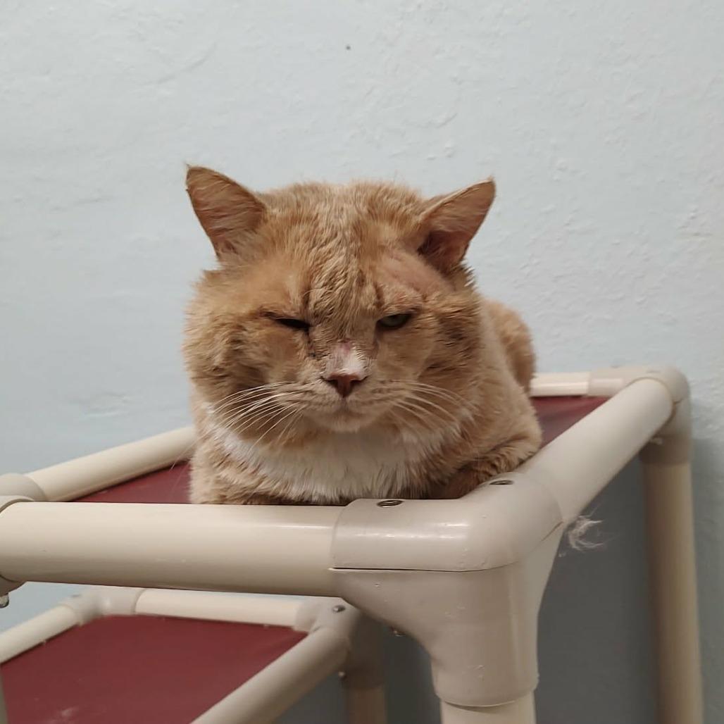 Mango, a Adoptable Domestic Short Hair in Las Cruces, NM image 1/6