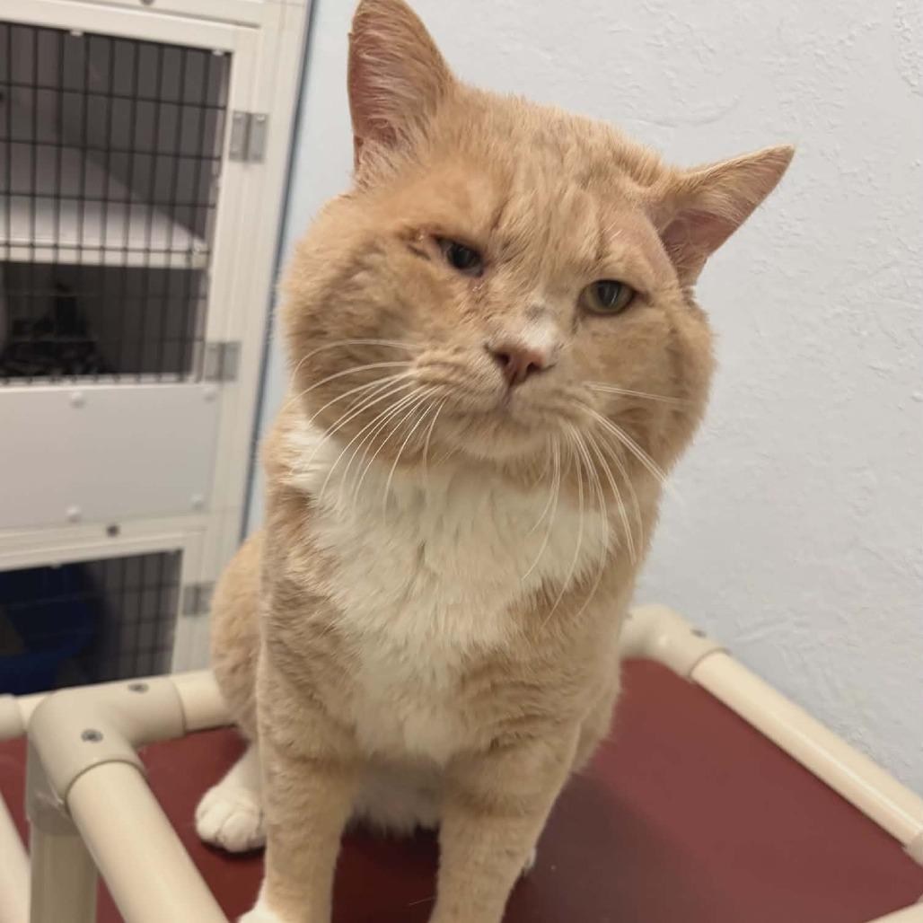Mango, a Adoptable Domestic Short Hair in Las Cruces, NM image 2/6