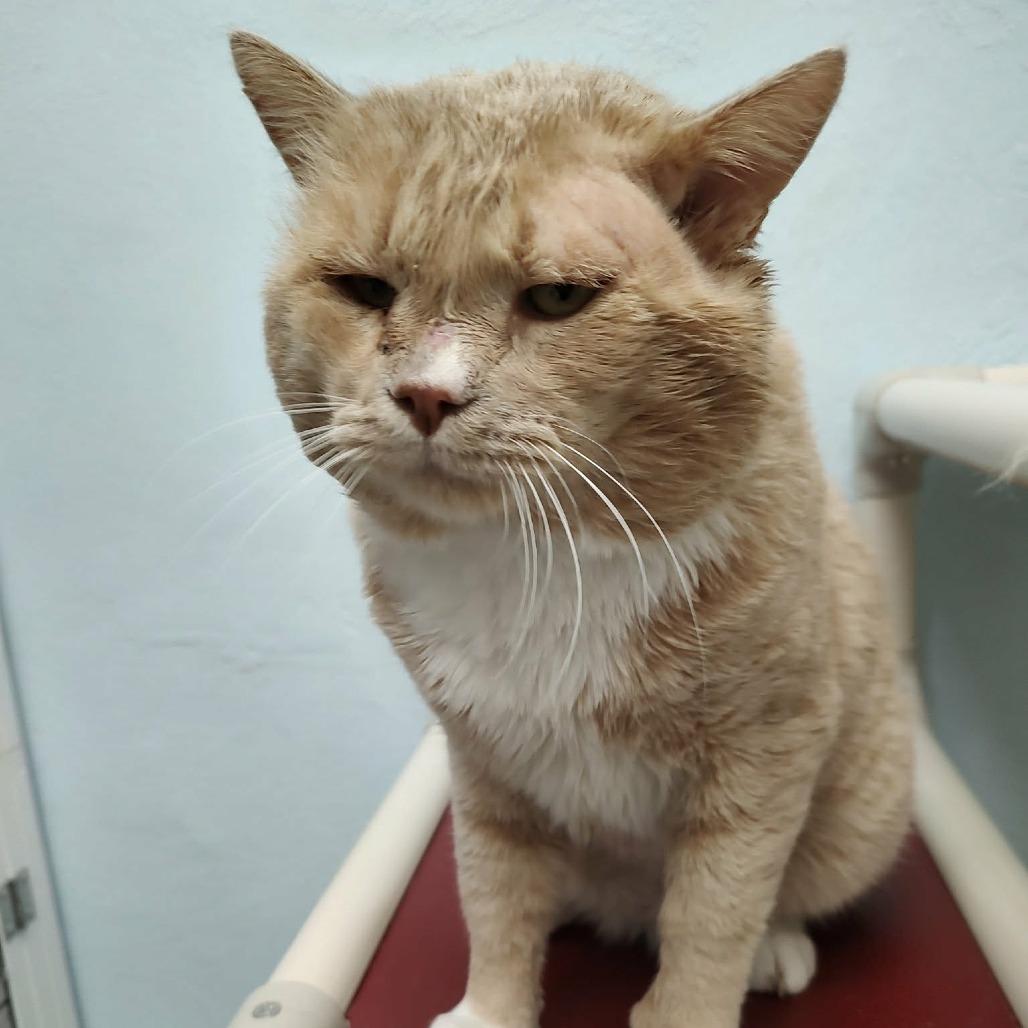 Mango, a Adoptable Domestic Short Hair in Las Cruces, NM image 3/6