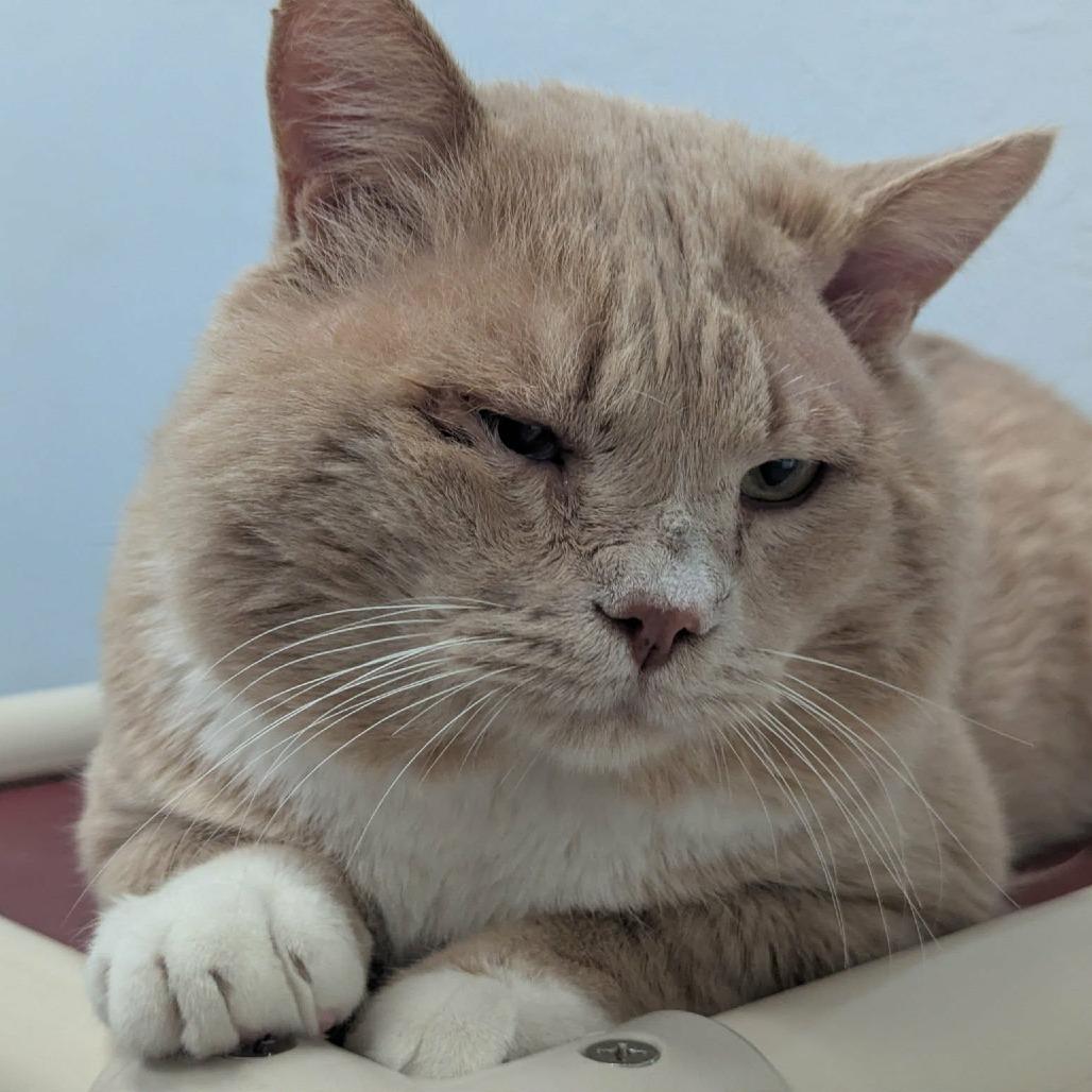 Mango, a Adoptable Domestic Short Hair in Las Cruces, NM image 4/6