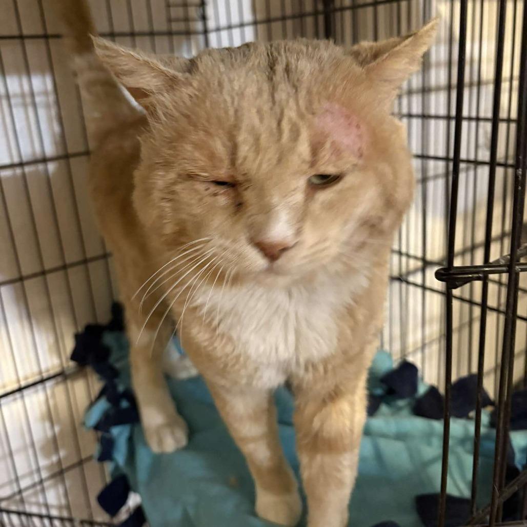 Mango, Adoptable, Adult Male Domestic Short Hair.