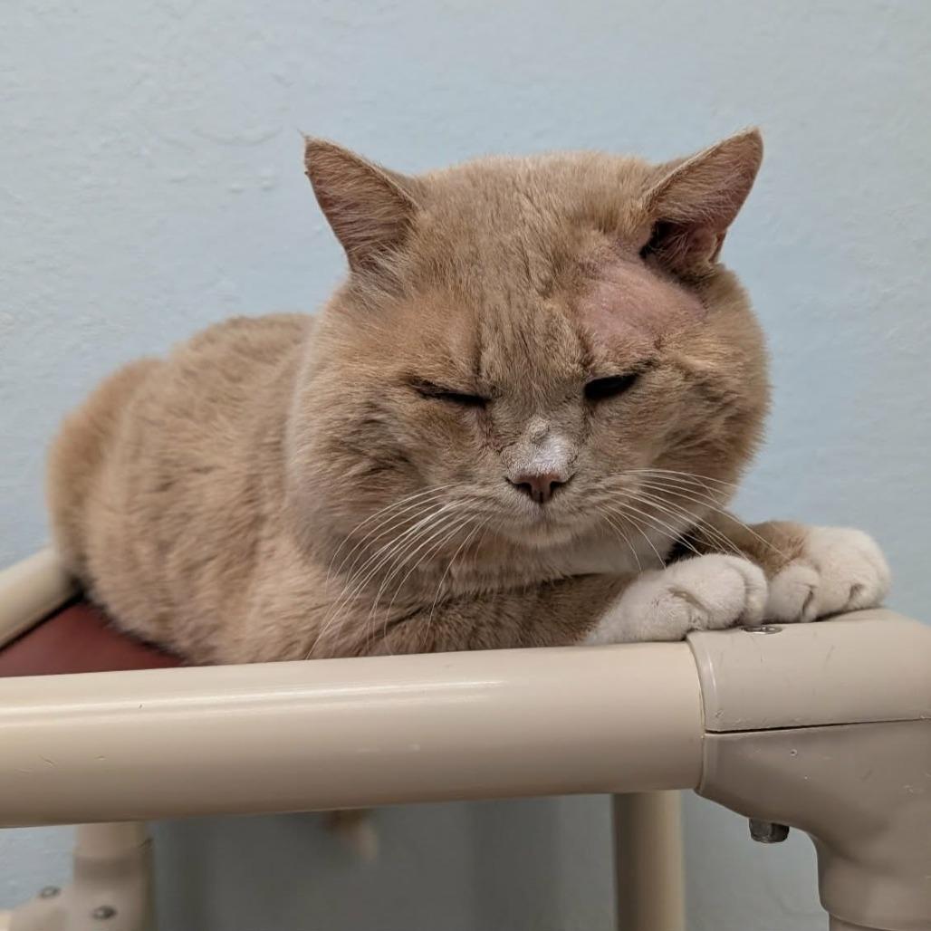 Mango, a Adoptable Domestic Short Hair in Las Cruces, NM image 6/6