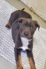 Coby (6902), Adopted, Puppy Male Labrador Retriever & Shepherd.